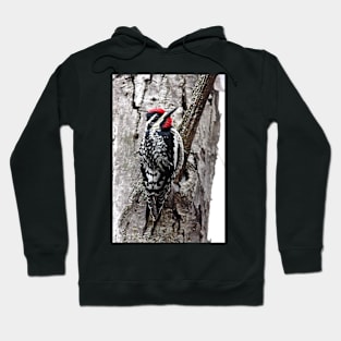 Yellow-bellied Sapsucker Hoodie